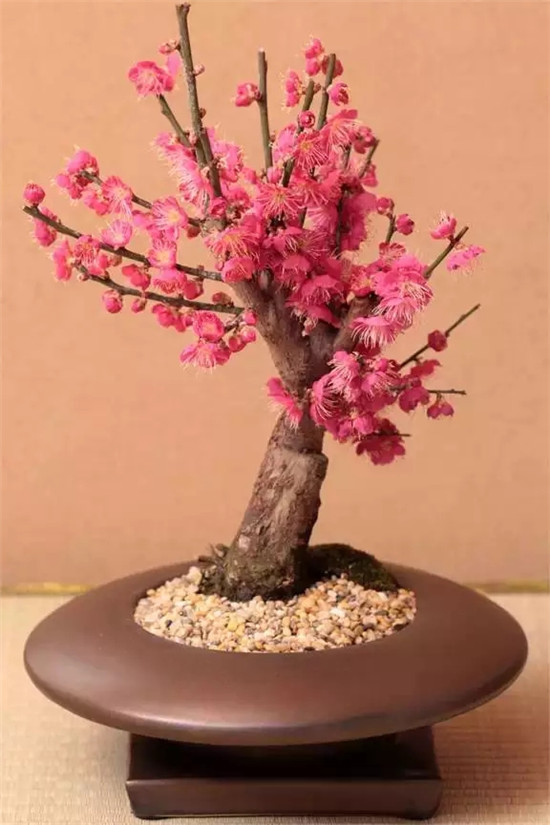 家里放這些植物大吉大利 你家有了嗎？